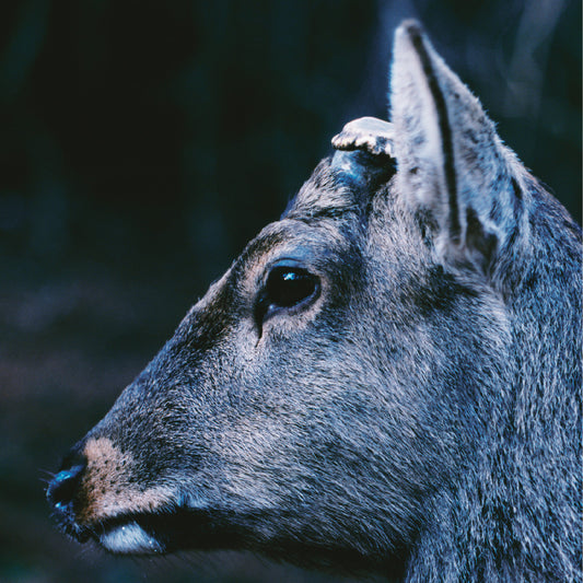 the book about my idle plot on a vague anxiety ("DEER GLISTEN" BLUE VINYL) | Mint (M) Mint (M) Get Cheap Vinyl