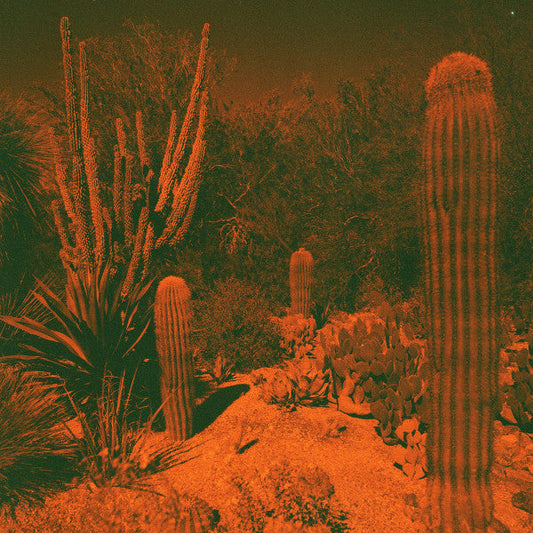 Anticipation | Mint (M) Mint (M) Get Cheap Vinyl