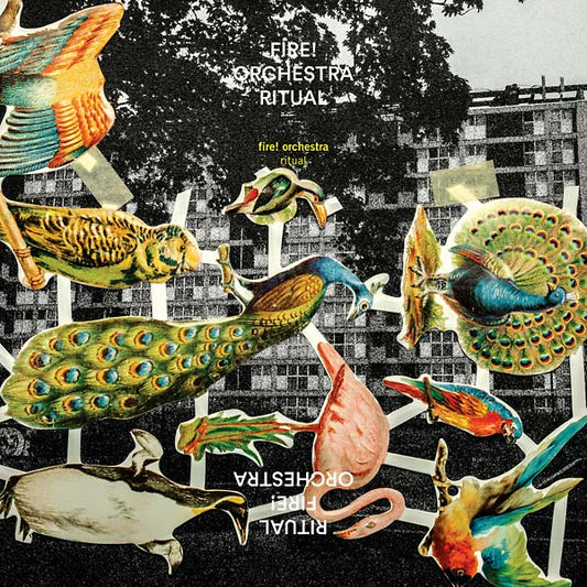 Ritual | Get Cheap Vinyl