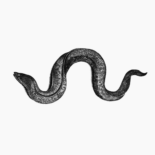 Eel | Get Cheap Vinyl