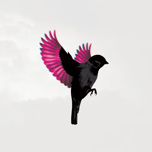 Sparrow | Get Cheap Vinyl