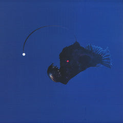 No Light Below (VINYL) | Mint (M) Mint (M) Get Cheap Vinyl