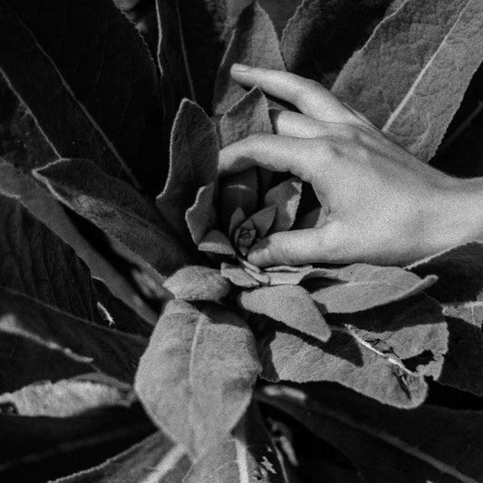 Heide | Mint (M) Mint (M) Get Cheap Vinyl