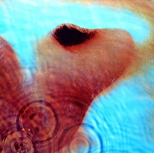 Meddle | Mint (M) Mint (M) Get Cheap Vinyl