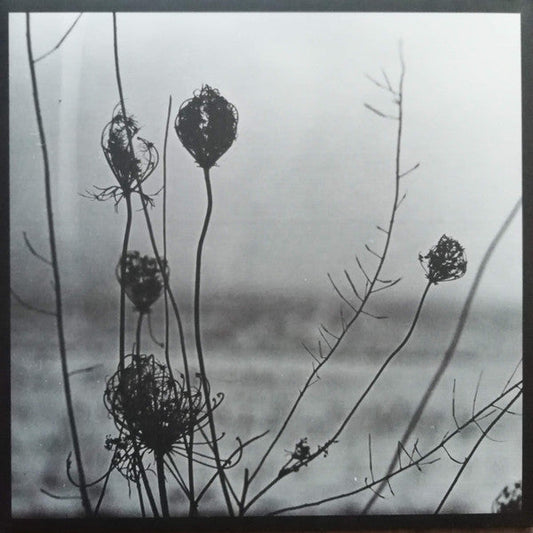 Placid | Mint (M) Near Mint (NM) Get Cheap Vinyl