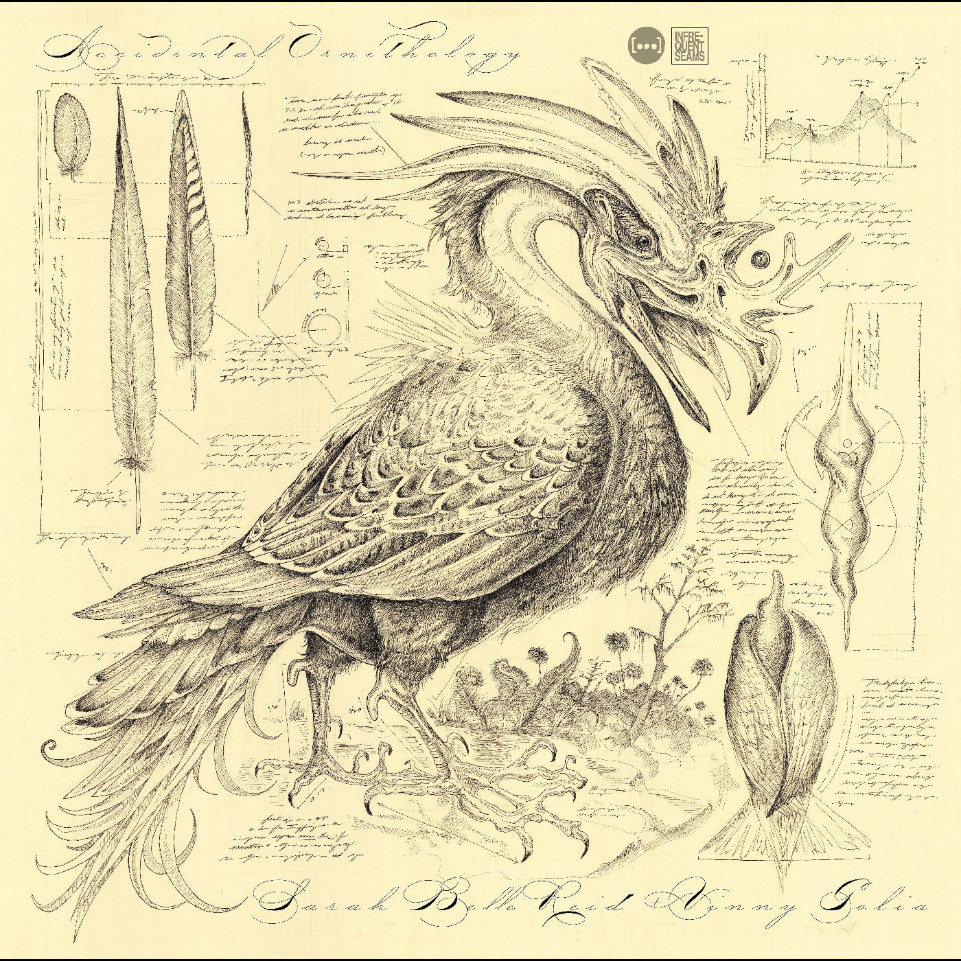 Accidental Ornithology | Get Cheap Vinyl